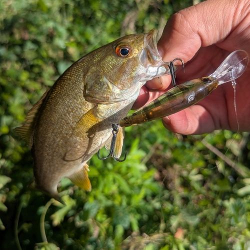 スモールマウスバスの釣果