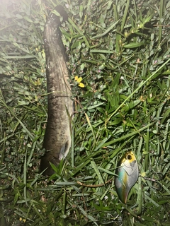 ナマズの釣果