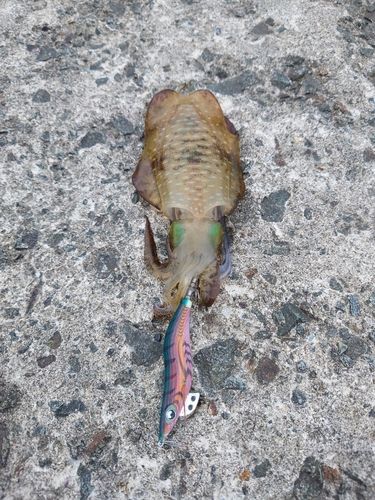 アオリイカの釣果