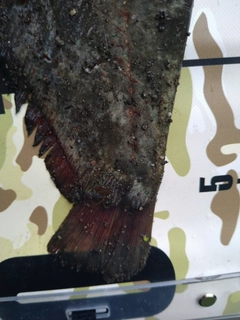 ナマズの釣果