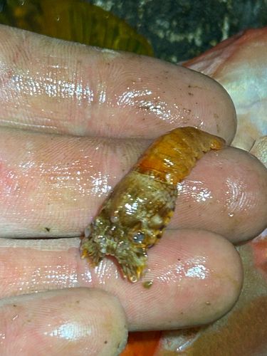 アカハタの釣果