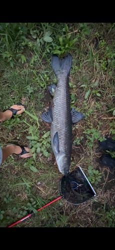 アオウオの釣果