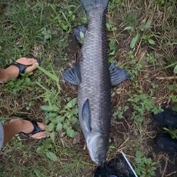 アオウオ