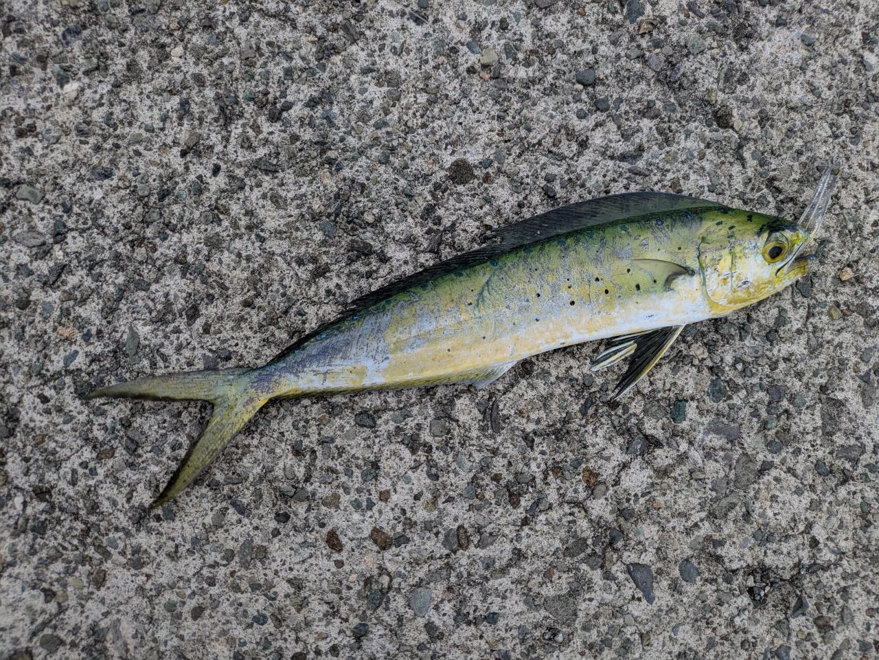 シイラ