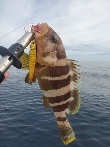 アオハタの釣果