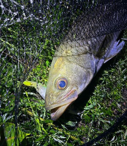 スズキの釣果