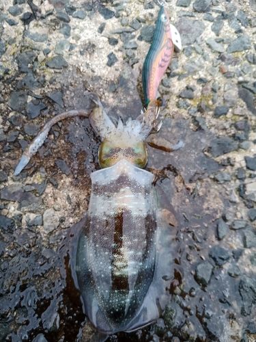 アオリイカの釣果