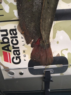 ナマズの釣果