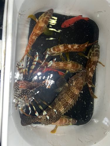 ミノカサゴの釣果