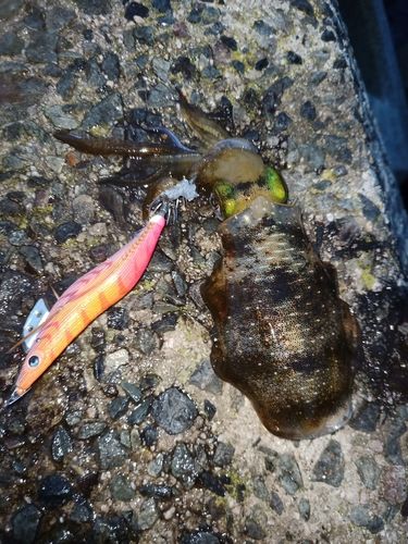 アオリイカの釣果