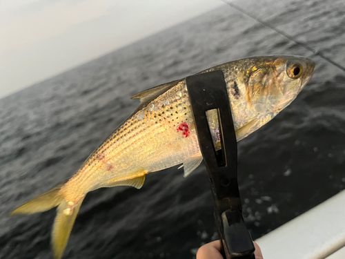 コノシロの釣果