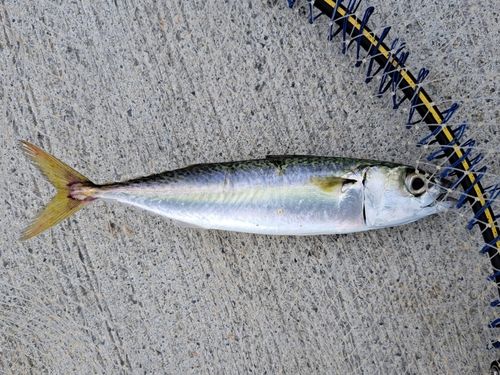 サバの釣果