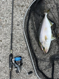 カンパチの釣果