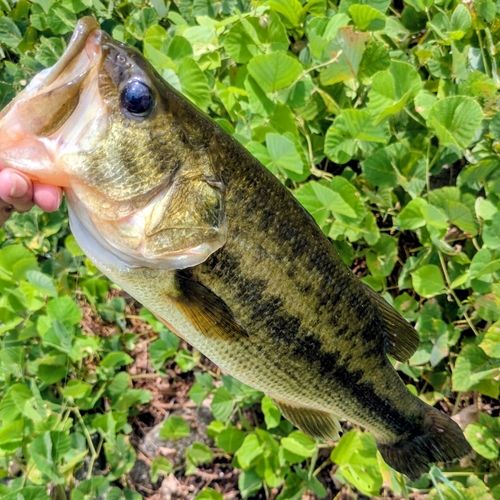 ラージマウスバスの釣果