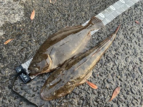 ヒラメの釣果