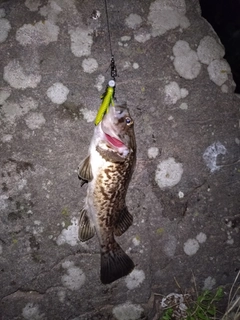 ソイの釣果