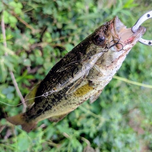 ラージマウスバスの釣果