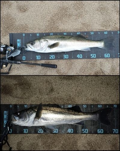 シーバスの釣果