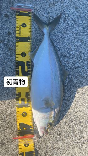 ショゴの釣果