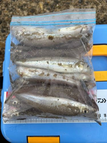 知多湾