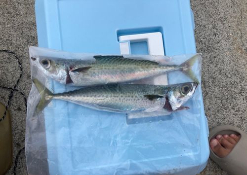 サバの釣果