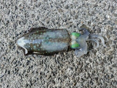 アオリイカの釣果