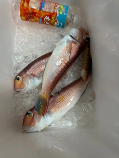 マダイの釣果
