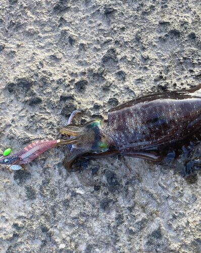 アオリイカの釣果