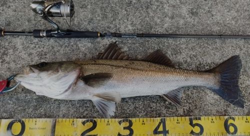 シーバスの釣果