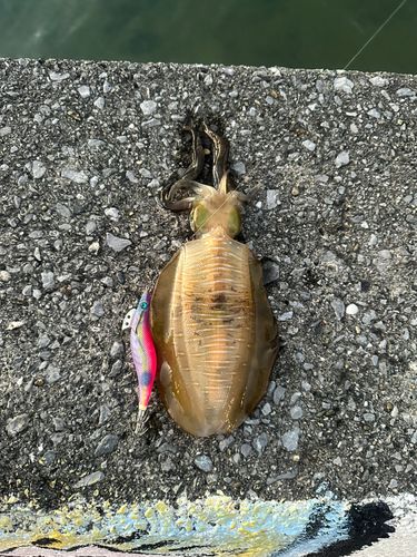 アオリイカの釣果