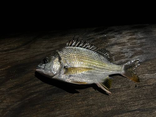 チンチンの釣果