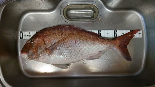 マダイの釣果
