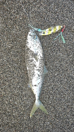フクラギの釣果