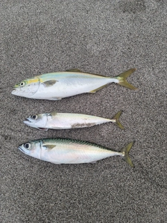ワカシの釣果