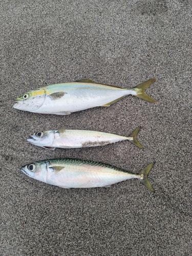ワカシの釣果