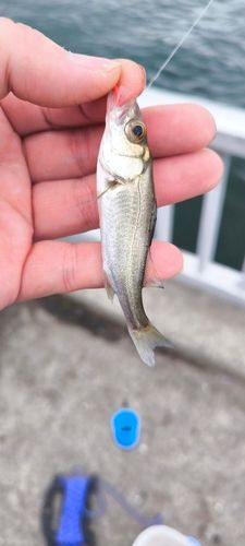 碧南海釣り公園
