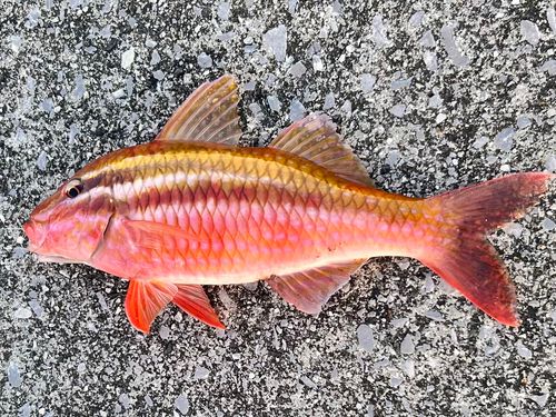 オキナヒメジの釣果