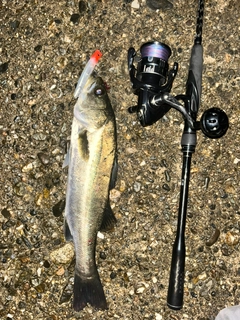 セイゴ（ヒラスズキ）の釣果