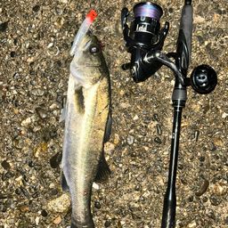 セイゴ（ヒラスズキ）