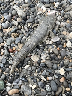 コチの釣果