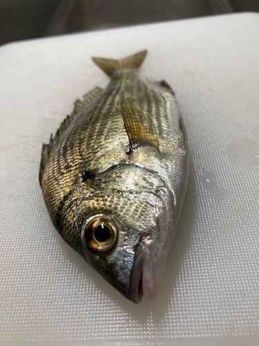 船橋港親水公園