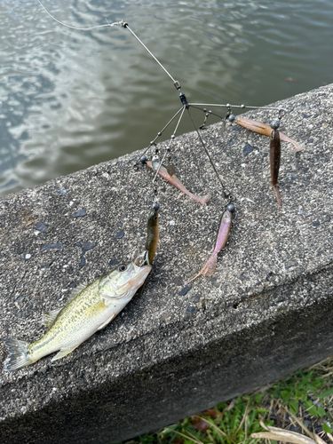 釣果
