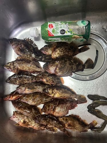 釣果