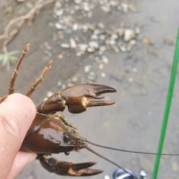 ウチダザリガニ