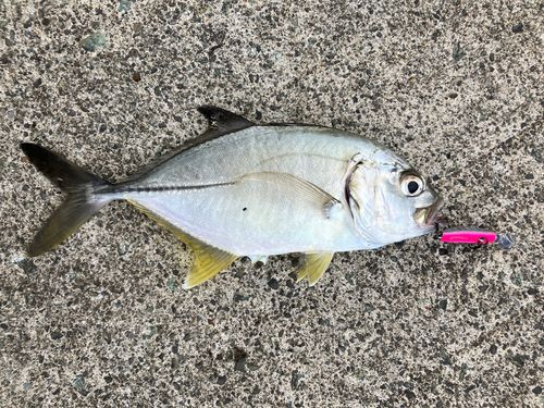 ギンガメアジの釣果