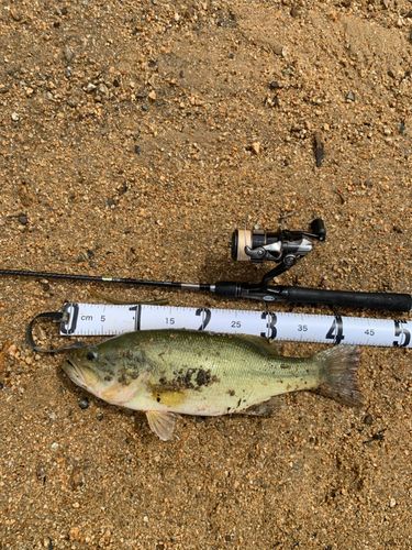 ラージマウスバスの釣果