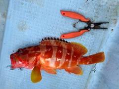 アカハタの釣果