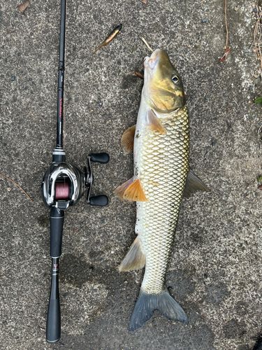 釣果