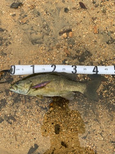 スモールマウスバスの釣果