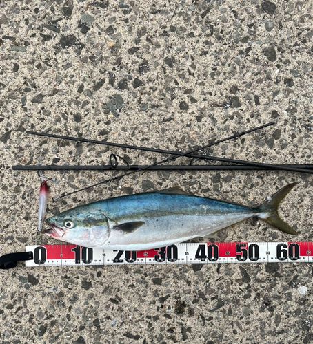 ハマチの釣果